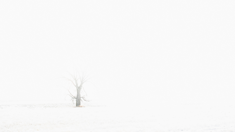 Tree in Snowy Fog by Doug Derksen
